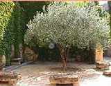 Garden Style